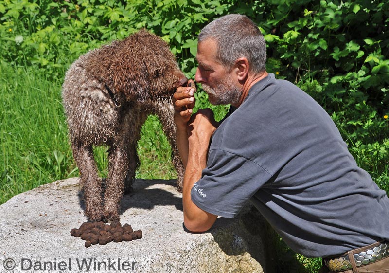 Truffles in the Pacific Northwest Mushroaming Daniel Winkler's
